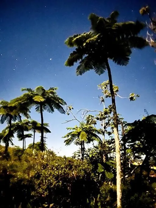 Villa Verde Luz: A Virgin Forest Yauco