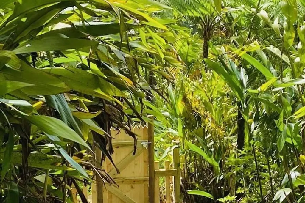 Villa Verde Luz: A Virgin Forest Yauco